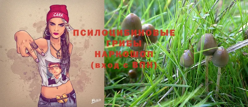 Галлюциногенные грибы Magic Shrooms  Венёв 